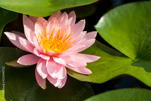 beautiful single blooming pink lotus at pond in bright day