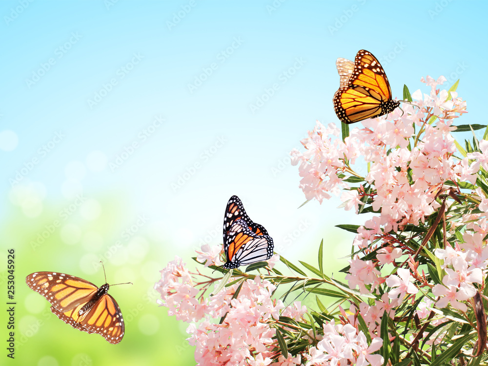 Naklejka Różowe kwiaty i motyle monarchy