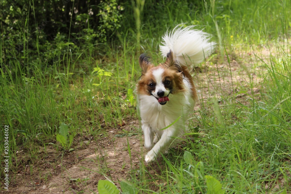 dog puppy on grass running towards the camera dog puppy on grass running towards the camera