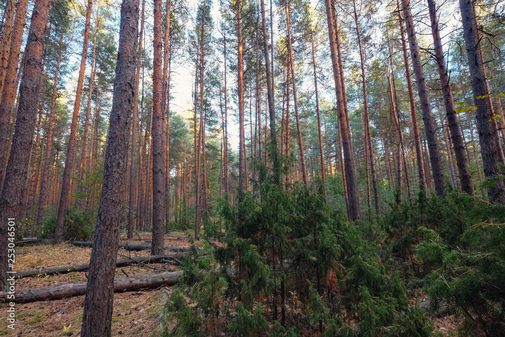 Obraz premium trees in a pine forest