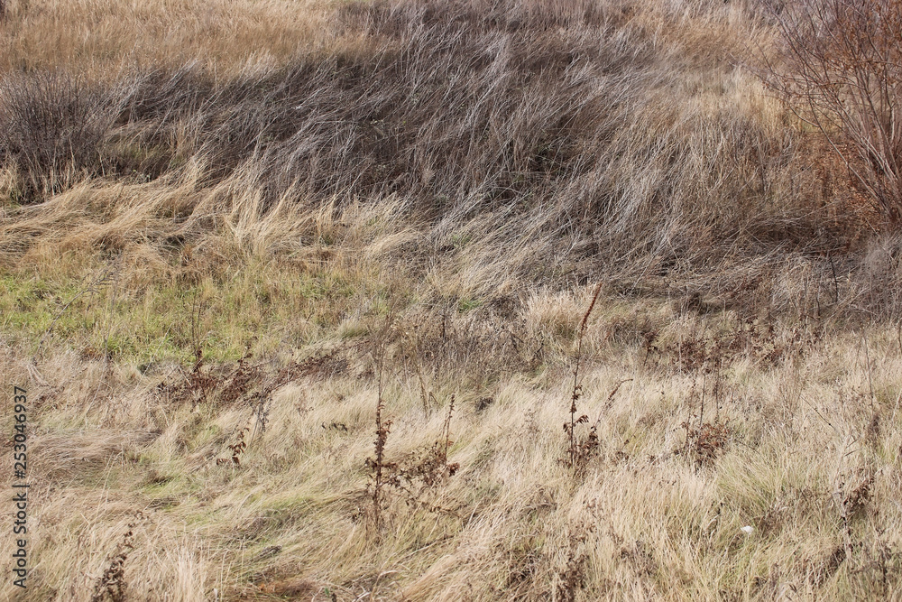 Swampy field with dry grass in autumn Swampy field with dry grass in autumn