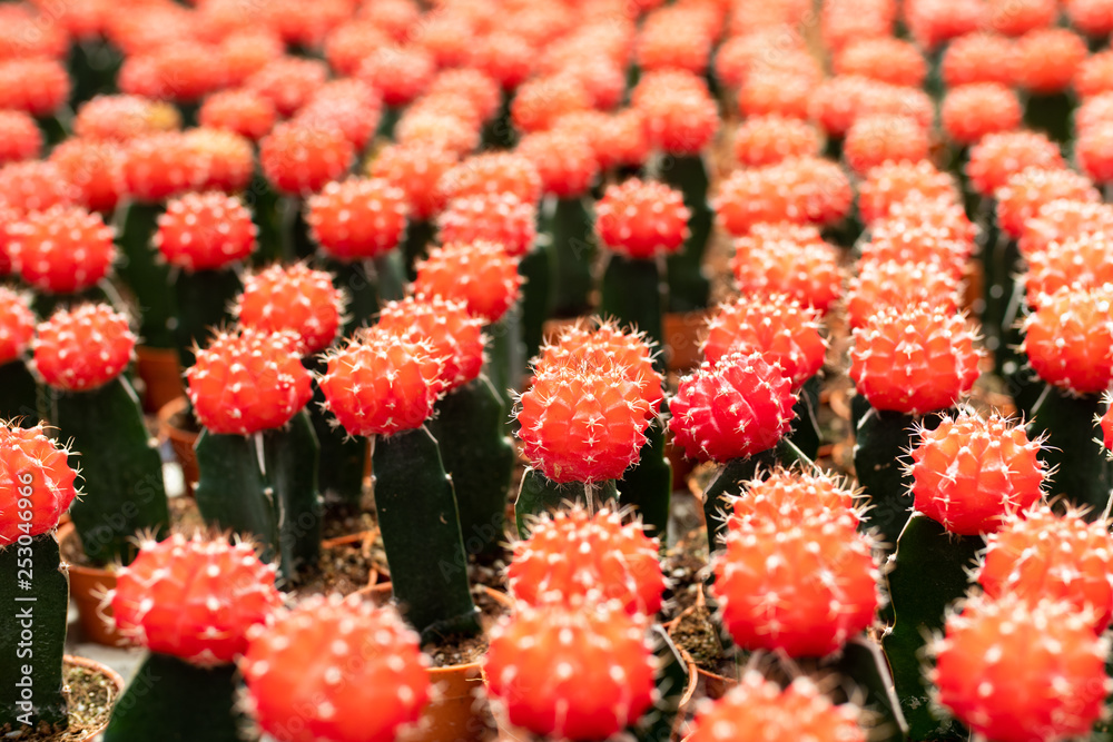 Varieties of cactus plant in the pot. Close up view. Selective Focus. Varieties of cactus plant in the pot. Close up view. Selective Focus.