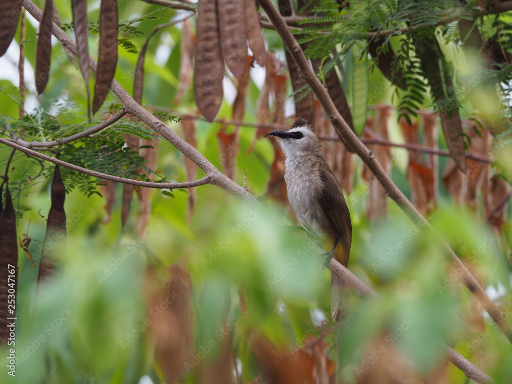 Beautiful bird. Close up on bird Beautiful bird. Close up on bird