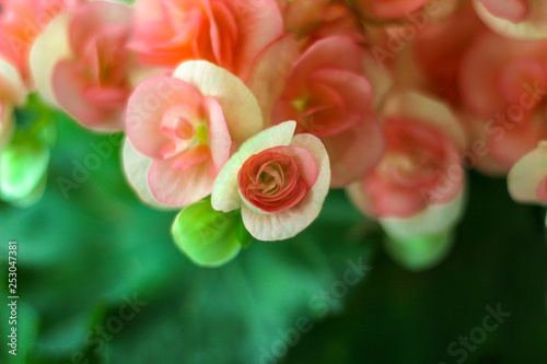 Rieger Begonia Flowers photo