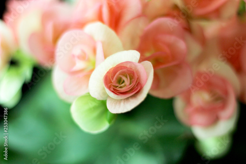 Rieger Begonia Flowers photo
