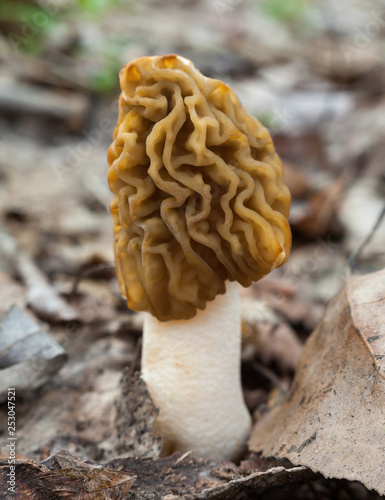 Morel (Morchella) mushroom on the ground