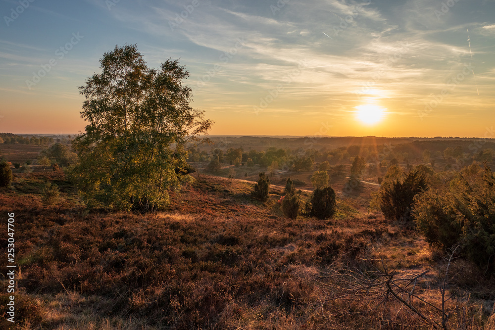 Landscape of Lueneburg Heath in sunlight, Germany Landscape of Lueneburg Heath in sunlight, Germany