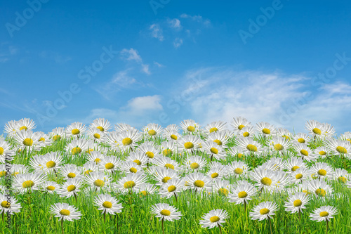Field of camomiles at sunny day at nature