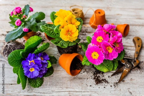 The first spring colorful primroses ready for planting. photo