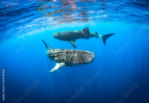 whaleshark