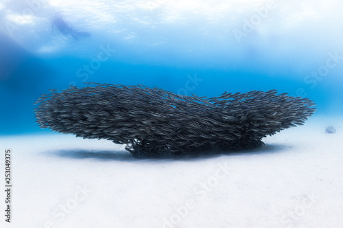 catfish