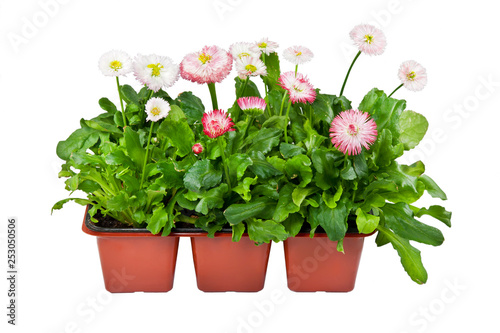 Seedlings of Daisies in pots for planting in the garden or park in spring