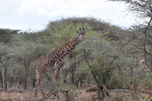 Masai giraffe in Serengeti National Park, Tanzania © Takashi