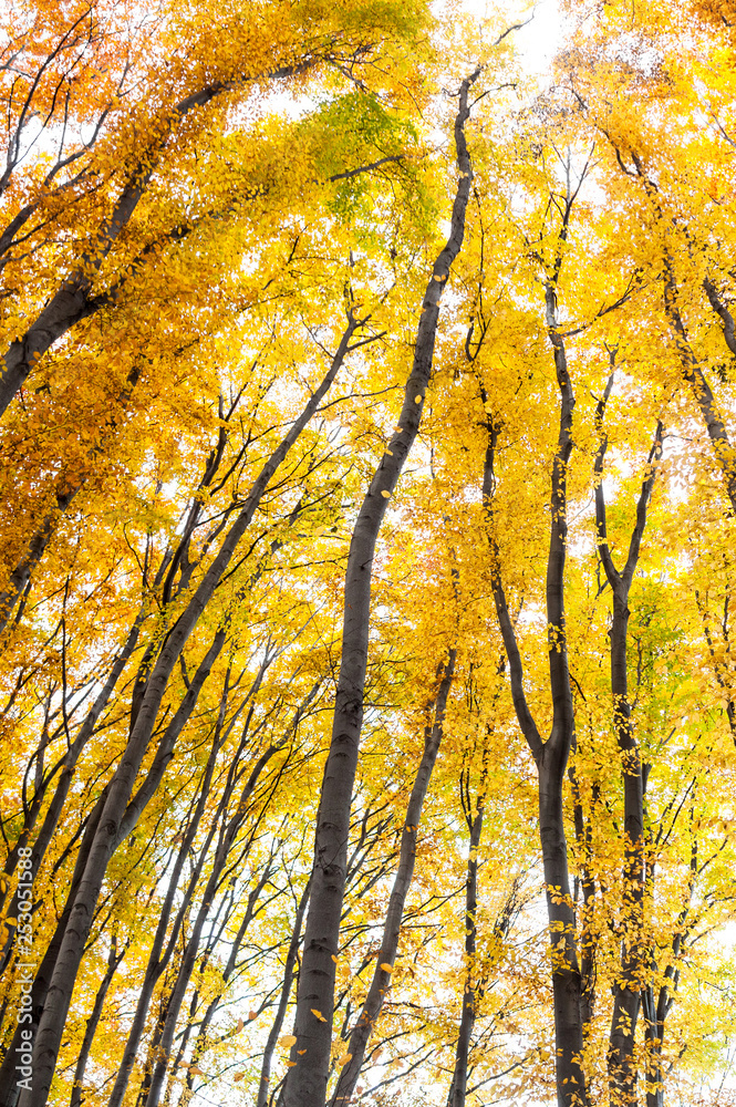 Fototapeta premium Yellow trees against the sky