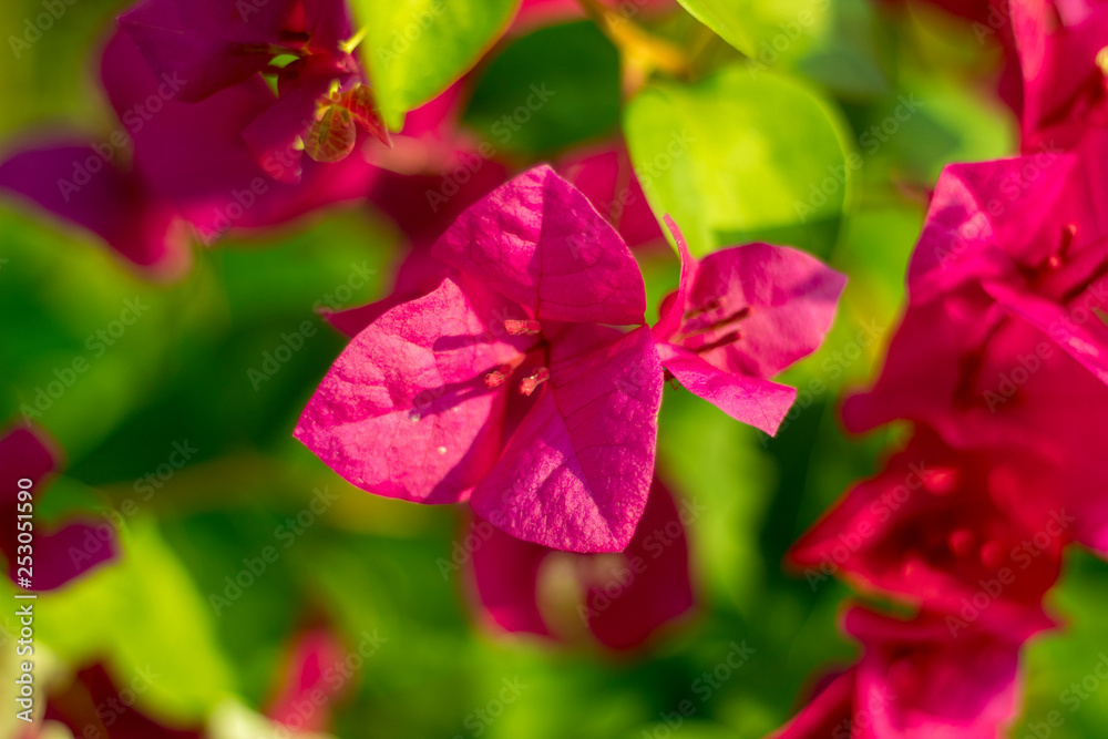 Pink Bougainvillea flowers Pink Bougainvillea flowers