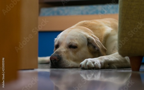 Golden Retriever dog sleep on the floor.