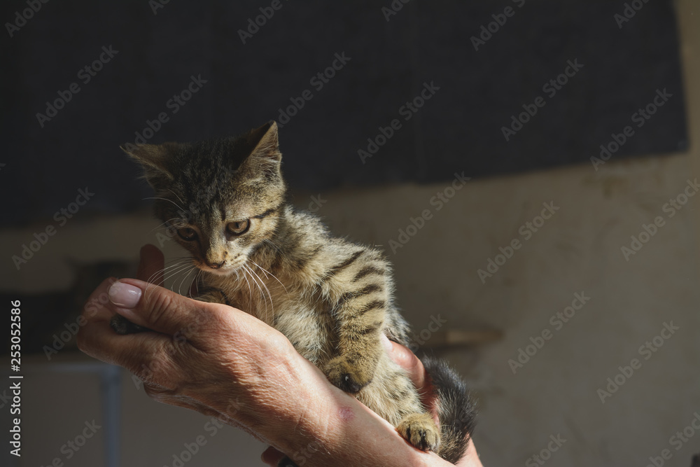 kitten in hands