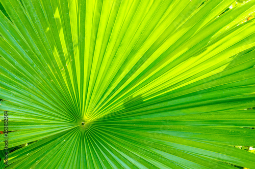 green palm leaf background