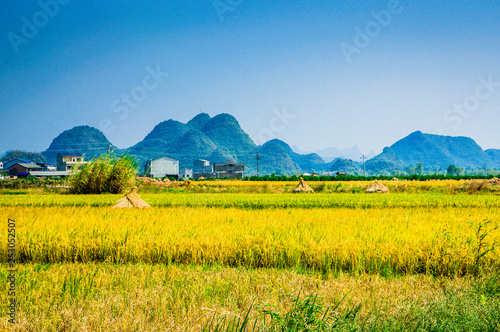 Rice fields and mountain scenery in fall 