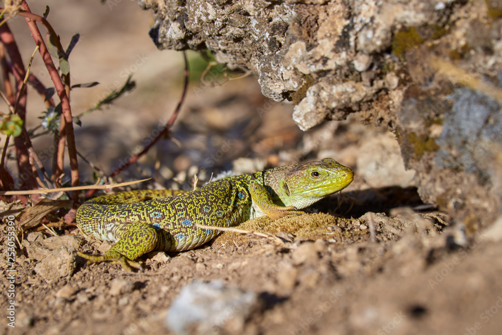 The ocellated lizard (Timon lepidus), is a species of lizard own of southwestern Europe and northwest of Africa The ocellated lizard (Timon lepidus), is a species of lizard own of southwestern Europe and northwest of Africa