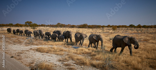 Photography Herd of elephants crossing the Etosha pan