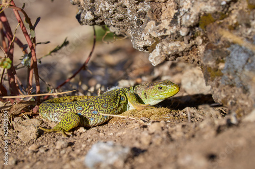 The ocellated lizard  Timon lepidus   is a species of lizard own of southwestern Europe and northwest of Africa
