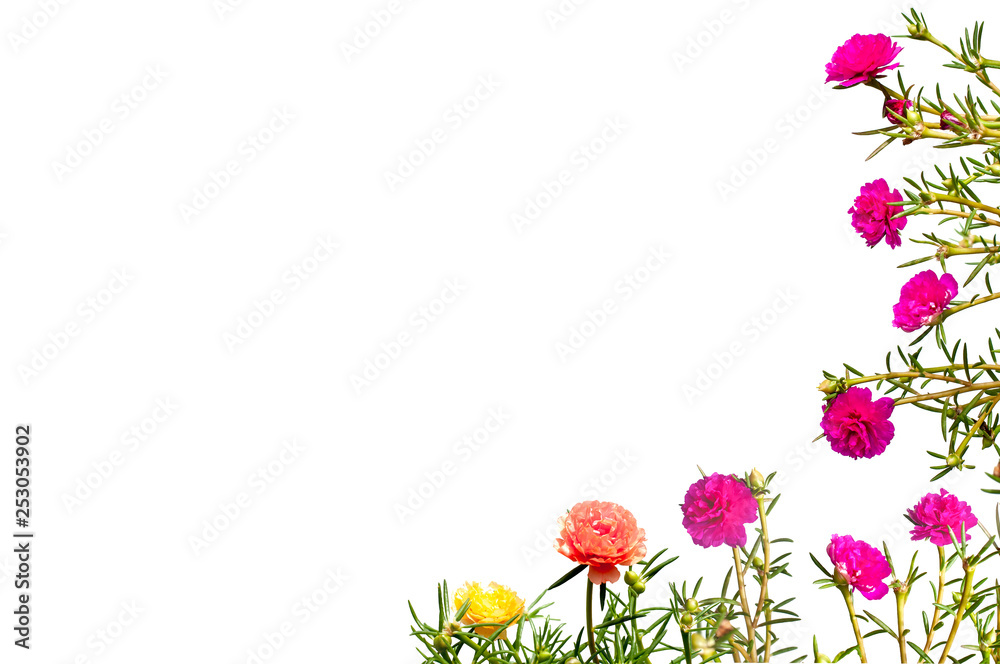Colorful Moss Rose flower (or Purslane, Ten O'Clock, Sun Rose, Portulaca flowers) with green leaves isolated on white background with space for text.