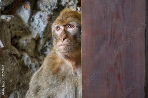 Macaques in the Rock of Gibraltar(Macaca sylvanus). British Territory. United Kingdom