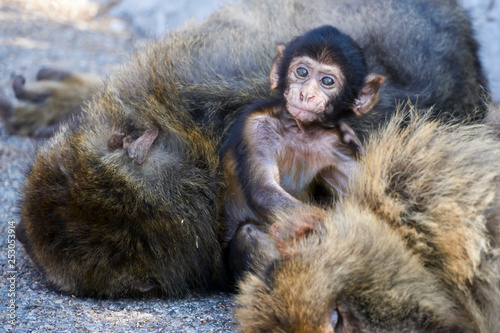 Macaques in the Rock of Gibraltar(Macaca sylvanus). British Territory. United Kingdom