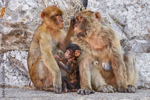 Macaques in the Rock of Gibraltar Macaca sylvanus . British Territory. United Kingdom