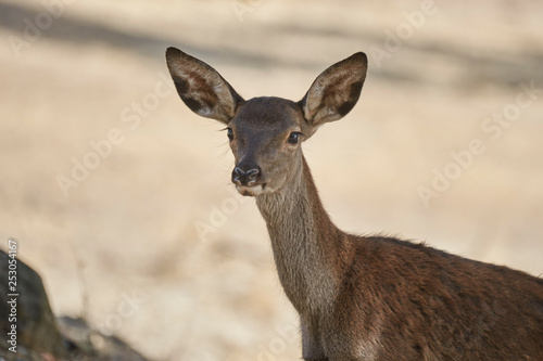 Fototapeta Naklejka Na Ścianę i Meble -  Young deer in Andujar, Jaen. Spain