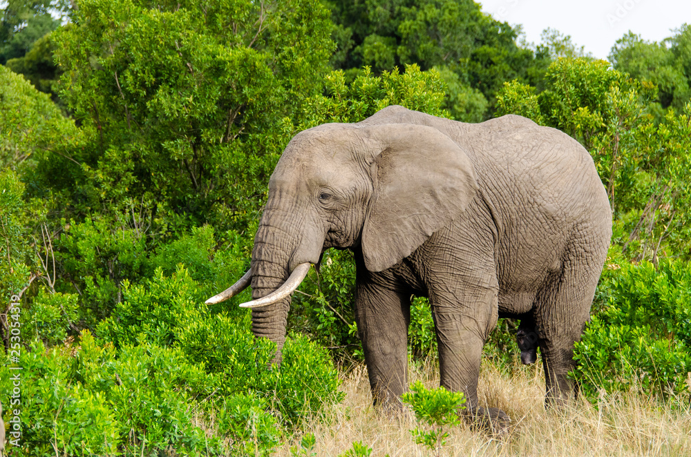 Fototapeta premium An elephant grazing in the bushes of Masai Mara national reserve during a wildlife safari