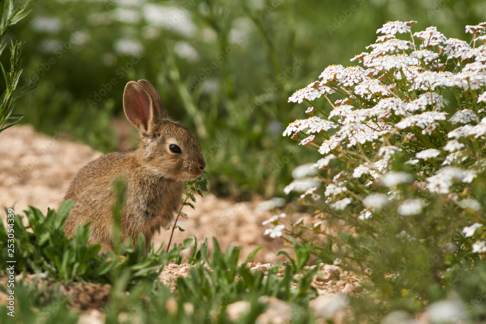 Fototapeta premium Common or European rabbit (Oryctolagus cuniculus), Andalusia. Spain