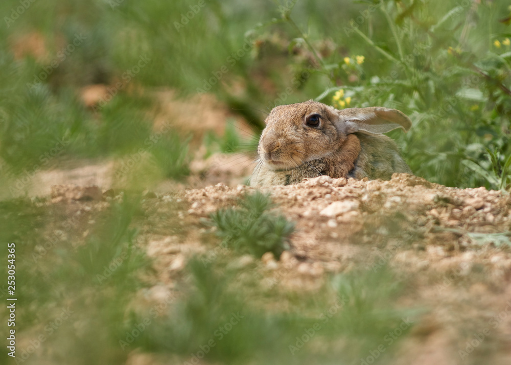 Common or European rabbit (Oryctolagus cuniculus), Andalusia. Spain Common or European rabbit (Oryctolagus cuniculus), Andalusia. Spain