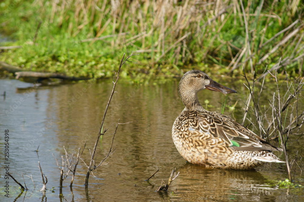 Obraz premium Female common spoon duck (anas clypeata) in the lagoon of Fuente de Piedra, Malaga. Spain