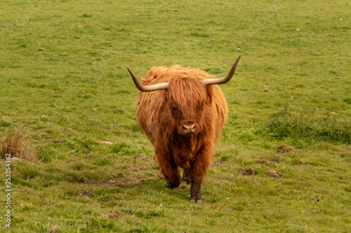 Vache écossaise 