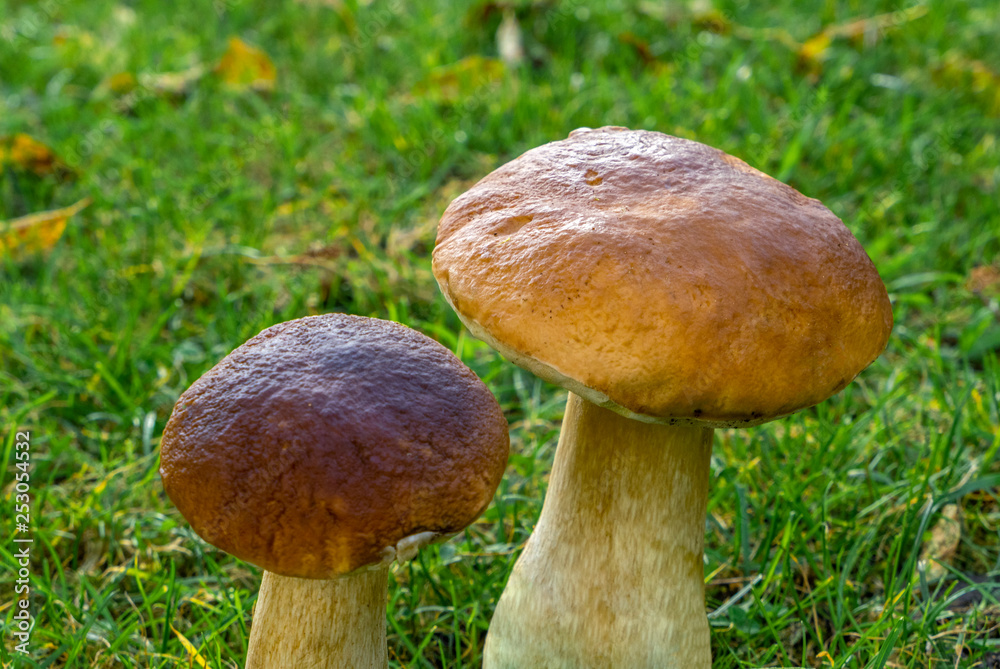 King Bolete (Boletus edulis)