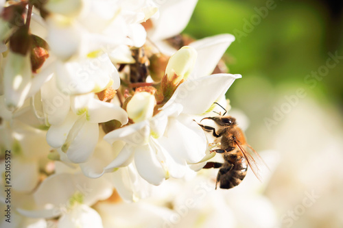 bee collects honey on the acacia tree in the mountains