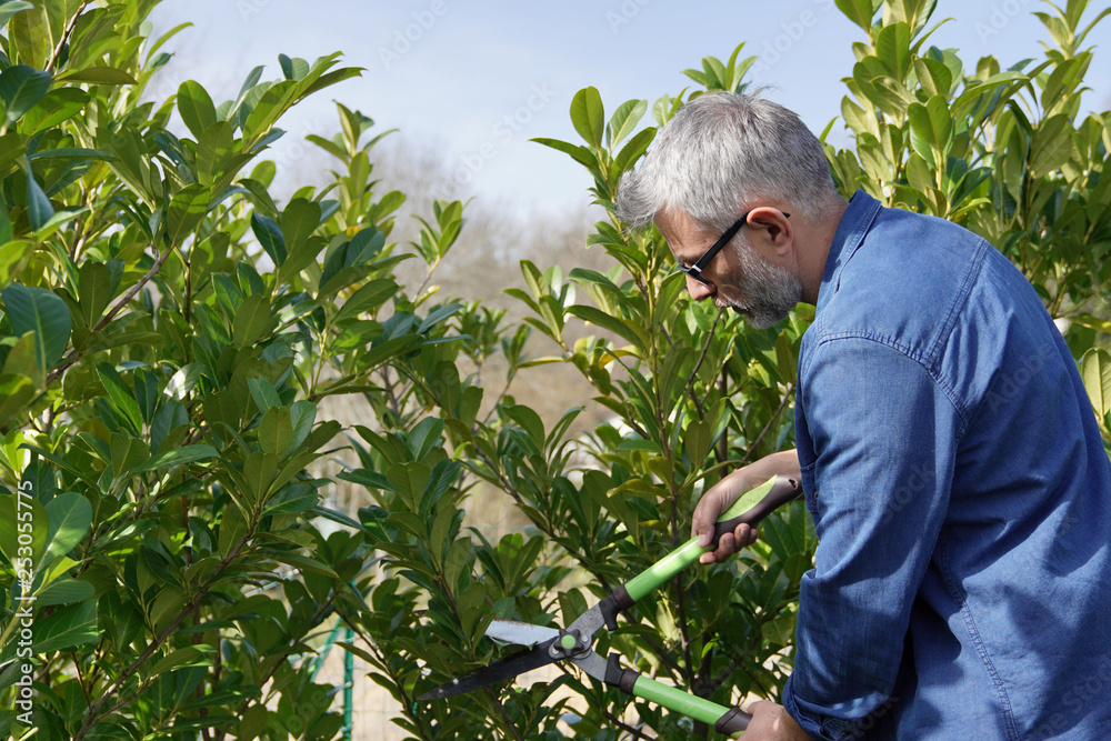 Fototapeta premium Man trimming hedge with gardening sheers