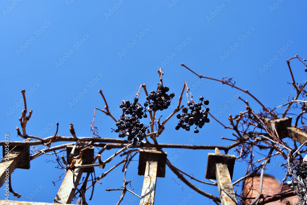 Dry blue grape fruits on branches without leaves on shabby iron fence, sky background, Kharkiv, Ukraine Dry blue grape fruits on branches without leaves on shabby iron fence, sky background, Kharkiv, Ukraine