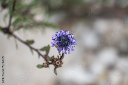 Shrubby Globularia Flowers in Bloom in Winter photo