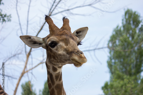 giraffe in zoo © Ekaterina Bulgakova