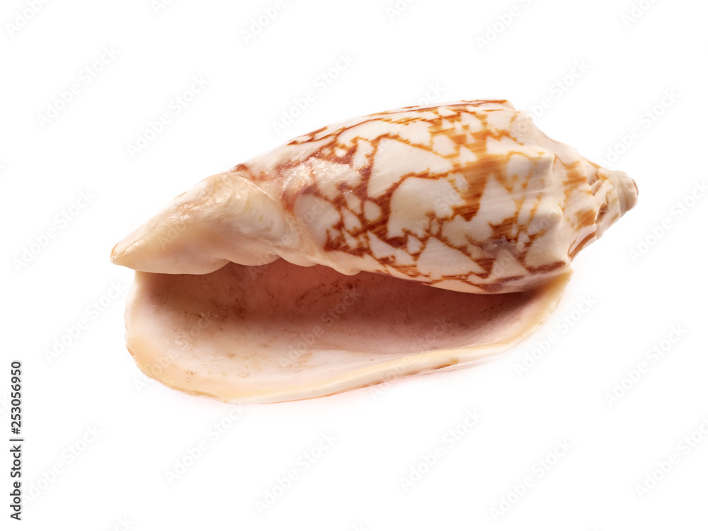 sea shell on white background