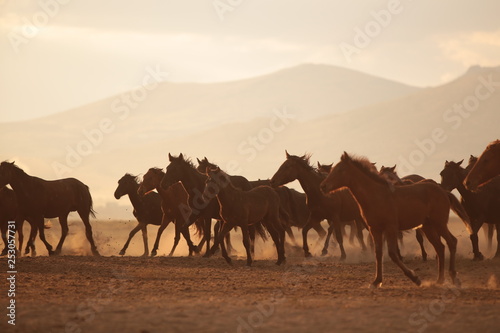 wild horses and cowboys.kayseri turkey