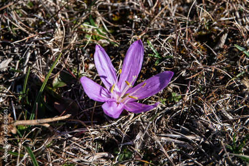 Spring Meadow Saffron Flower in Bloom in Winter photo