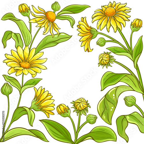 arnica vector frame