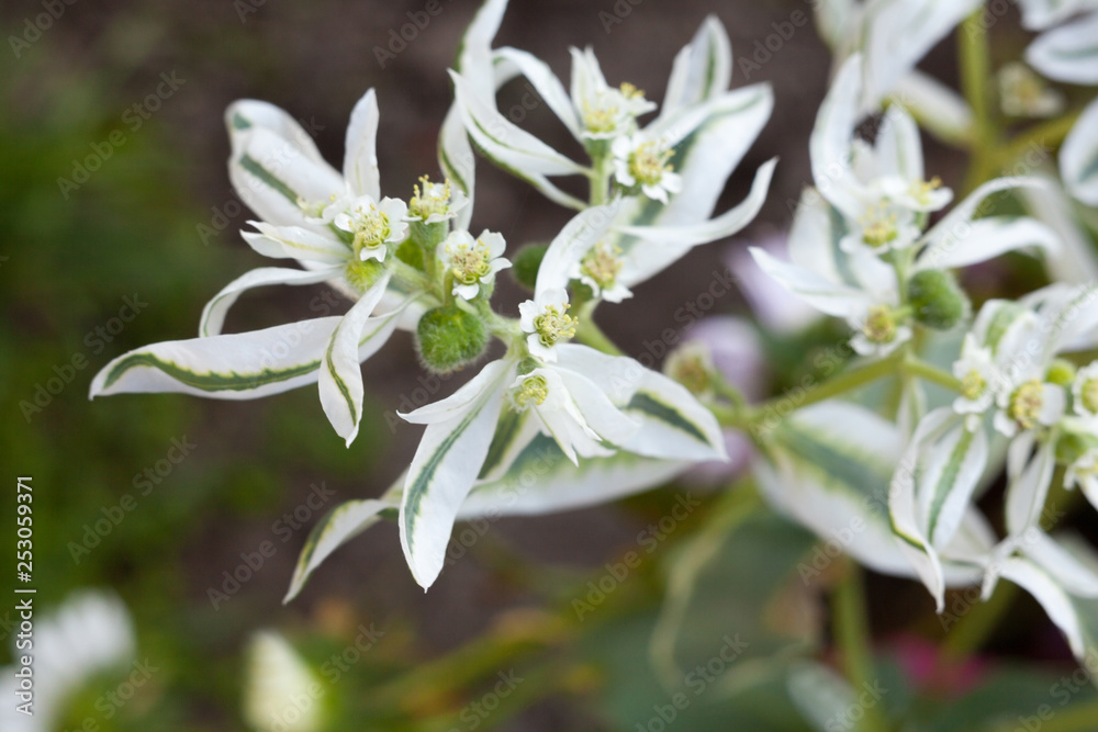 Euphorbia (spurge) white leaves and flowers Euphorbia (spurge) white leaves and flowers