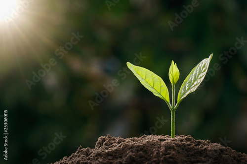 small green tree growing in garden with sunlight. eco concept