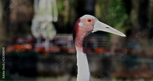 Sarus crane, Grus antigone also known as Indian sarus crane.  photo