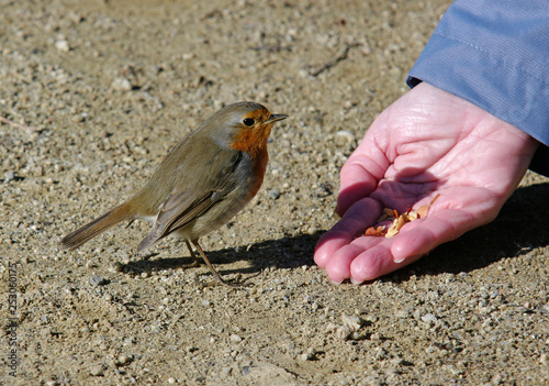 Robin eating in the hand